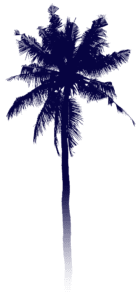 palmtree3small.png
